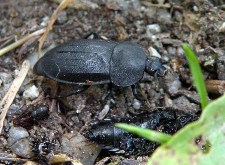 Dal Trentino: Scaurus sp? Silpha obscura